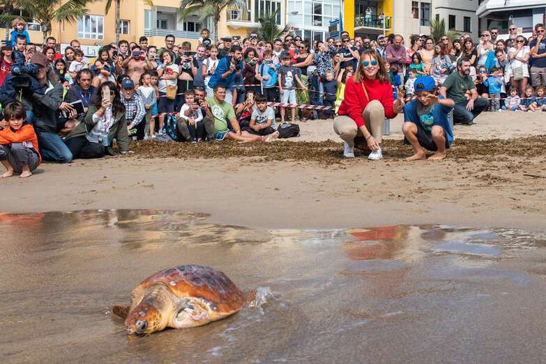 Los ejemplares fueron rescatados en el sur de Gran Canaria y tratados durante dos meses (Foto TA)