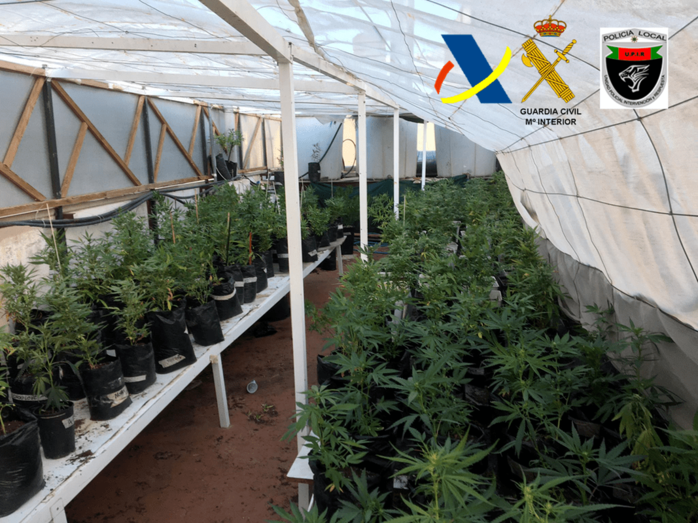 Los agentes encontraron 783 plantas de marihuana en la terraza del local (Foto TA)