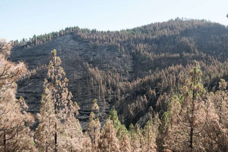 Imagen de una de las zonas afectadas por el incendio (Foto TA)