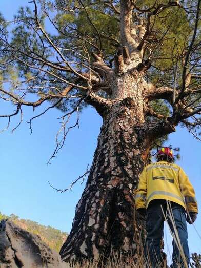  Un agente de Medio Ambiente celebra la supervivencia de un pino centenario tras el trabajo para frenar las llamas (Foto TA)