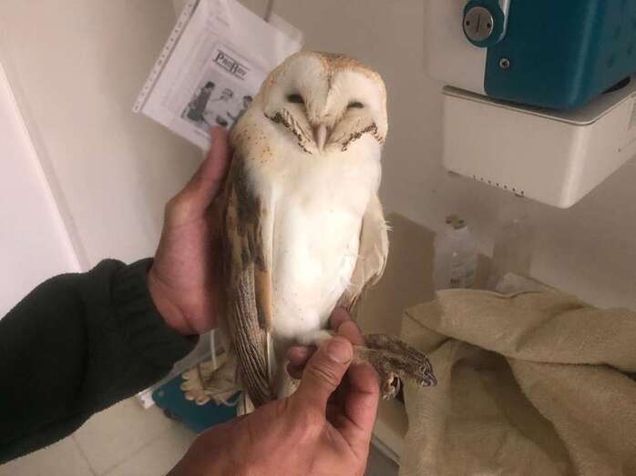   Estas rapaces son necesarias por el control biológico de roedores (Foto TA)