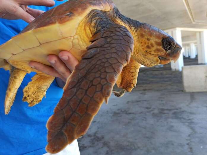 El animal será operado el próximo lunes (Foto TA)