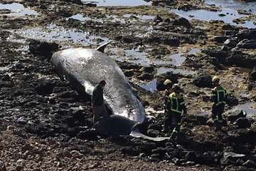 Una hembra de cachalote preñada de gran tamaño aparece varada en la costa de Arinaga (Foto TA)