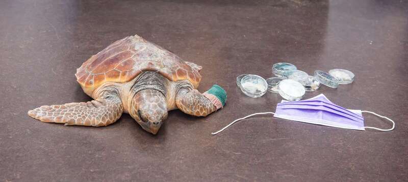  La última tortuga curada por el Cabildo expulsó 150 trozos de plásticos (Foto TA)