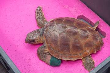 El Cabildo dedicó hoy el Día del Medio Ambiente al nuevo problema de la contaminación originada por el plástico (Foto TA)