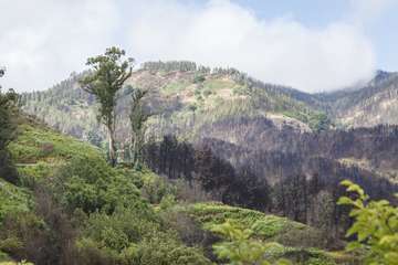 Gran Canaria inaugura la réplica de la cueva de Risco Caído (Foto Acfi Press)