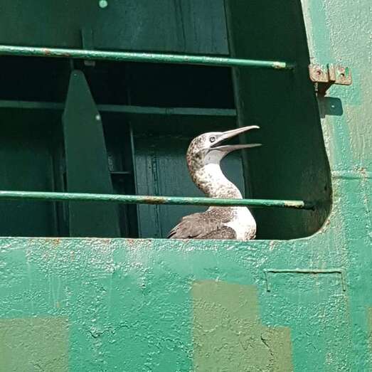 Ejemplar de alcatraz (Foto TA)