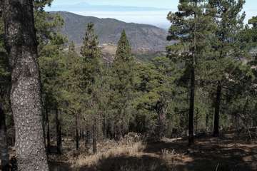 El Cabildo diseña un plan para aumentar las zonas de cortafuegos por su gran efectividad y renovará la red de cámaras de vigilancia/TA.