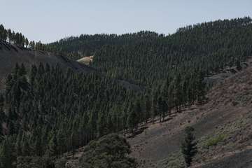 El Cabildo diseña un plan para aumentar las zonas de cortafuegos por su gran efectividad y renovará la red de cámaras de vigilancia/TA.