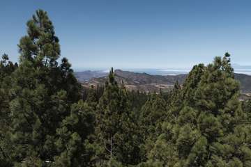 El Cabildo diseña un plan para aumentar las zonas de cortafuegos por su gran efectividad y renovará la red de cámaras de vigilancia/TA.