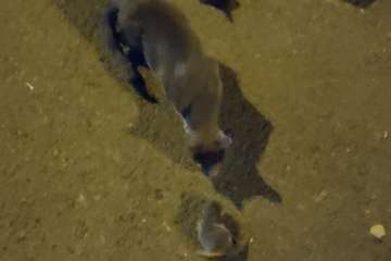  Una gata pare en el interior del parachoques trasero de un vehículo/Policía Local de LPGC.