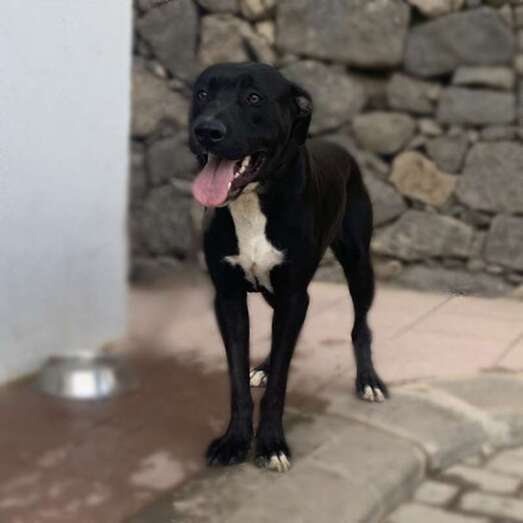 Pepín, uno de los perros que buscan dueño en el Albergue insular (Foto TA)