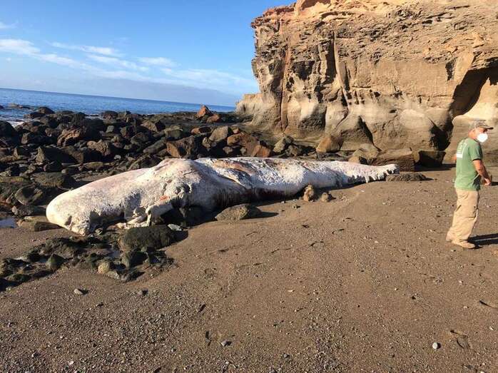 El animal estaba en avanzado estado de descomposición/TA.