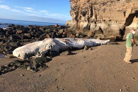Un cachalote de 10 toneladas aparece varado muerto en una playa del sur/TA.