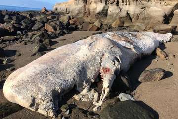 Un cachalote de 10 toneladas aparece varado muerto en una playa del sur/TA.