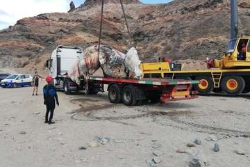 Un cachalote de 10 toneladas aparece varado muerto en una playa del sur/TA.