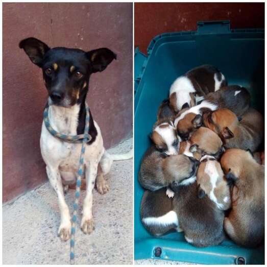 Los cachorros hallados en el contenedor y su madre/TA.