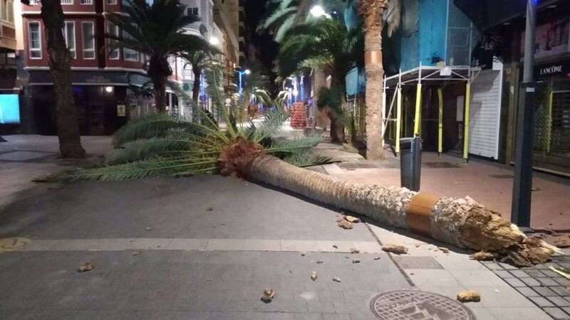 Caída de la palmera/TA.