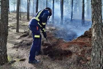 Conato de incendio en el Pinar de Botija (Valsequillo)/TA.