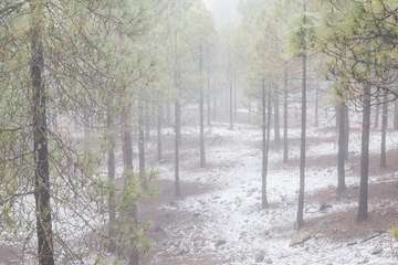 Nevada en la cumbre grancanaria/TA y Acfi Press.