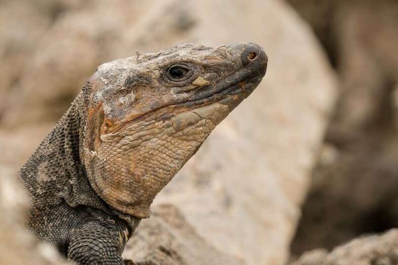 Lagarto endémico de Gran Canaria/TA.