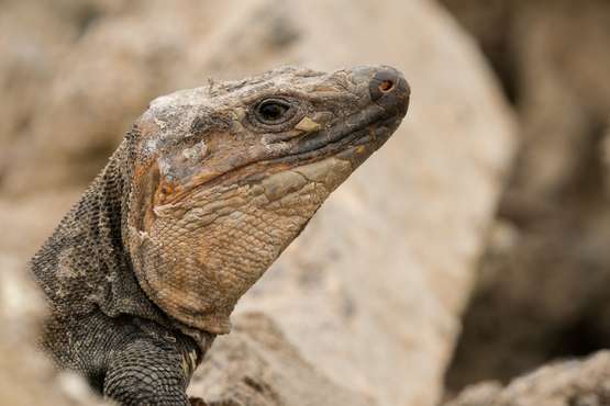 Sepultados por unas obras centenares de lagartos endémicos de Gran Canaria/TA.