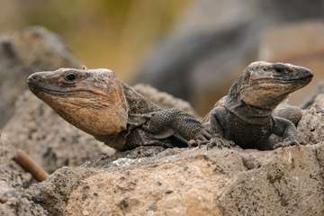 Sepultados por unas obras centenares de lagartos endémicos de Gran Canaria/TA.