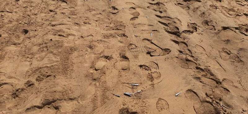 Imagen de los peces muertos sobre la arena de Maspalomas/TA.