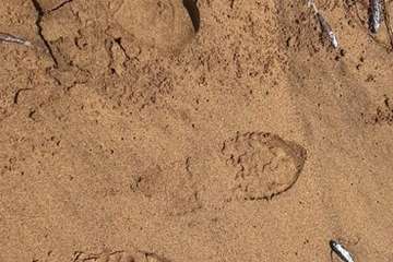 Centenares de peces aparecen muertos en Maspalomas y Playa del Inglés/TA.