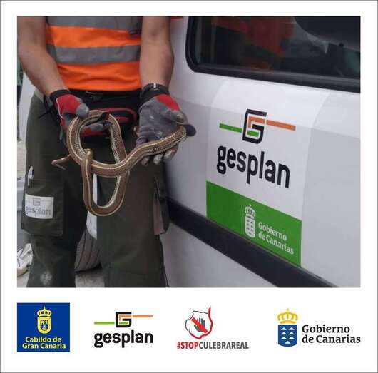 La llegada de la culebra real de California a Gran Canaria se remonta a 1998 en el municipio de Telde / TA