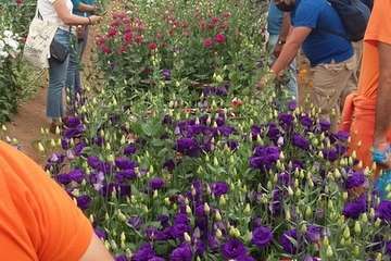 Escolares de Telde y de toda la Isla conocen el sistema agrario en las visitas a la Granja Agrícola del Cabildo/MJC Ambiental.