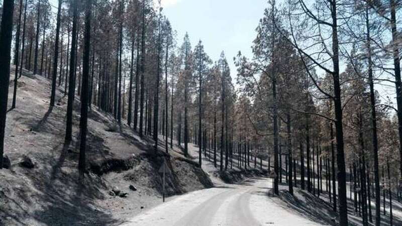 Imagen de archivo de la cumbre grancanaria tras un incendio forestal / C7