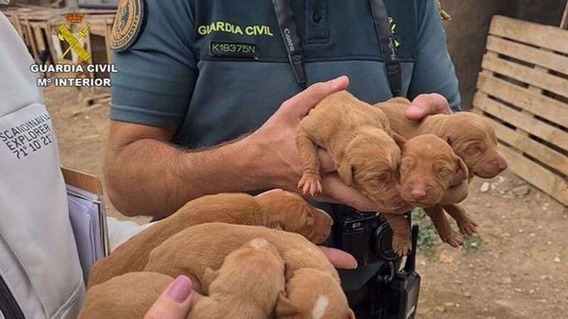 La Guardia Civil ha rescatado en Arucas a 39 perros y seis cachorros/Guardia Civil.