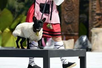 Carnaval canino de Las Palmas de Gran Canaria/Lpcarnaval.