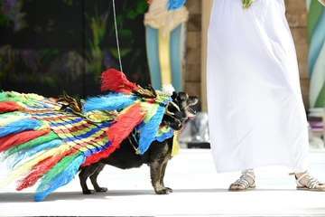 Carnaval canino de Las Palmas de Gran Canaria/Lpcarnaval.