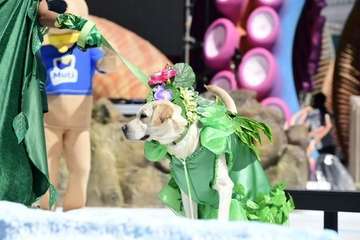 Carnaval canino de Las Palmas de Gran Canaria/Lpcarnaval.