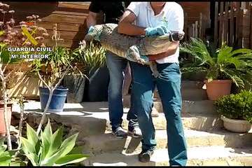 La Guardia Civil intervienen más de 100 especies invasoras y peligrosas en una finca de Gran Canaria/Guardia Civil.