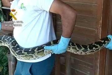 La Guardia Civil intervienen más de 100 especies invasoras y peligrosas en una finca de Gran Canaria/Guardia Civil.