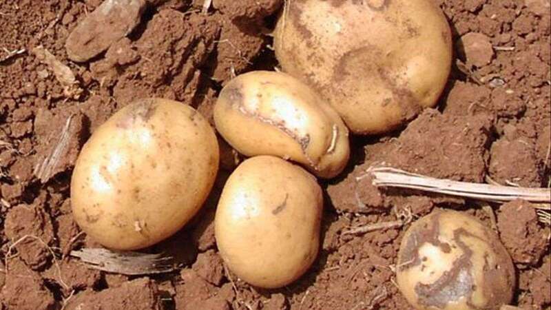 Los interesados tienen dos meses de plazo para cursar las solicitudes / TA