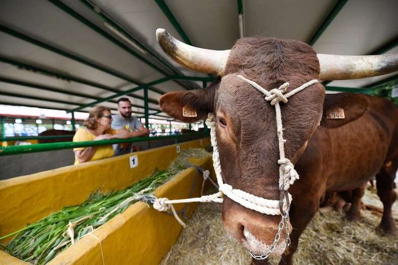 El Consejo de Gobierno insular aprueba dos convocatorias de ayudas destinadas a mejorar la competitividad de las explotaciones ganaderas de Gran Canaria / TA