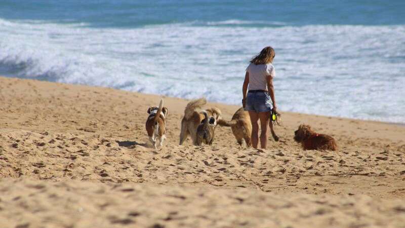 Perros en una playa/TA.