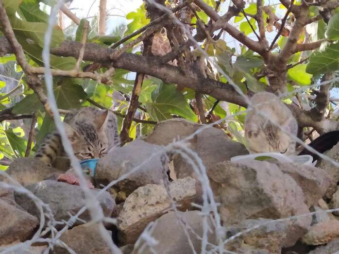 Gatos en una finca urbana de Telde/TA.