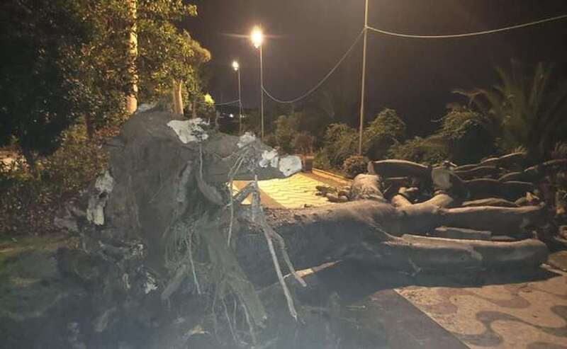 Imagen del drago caído/C7.