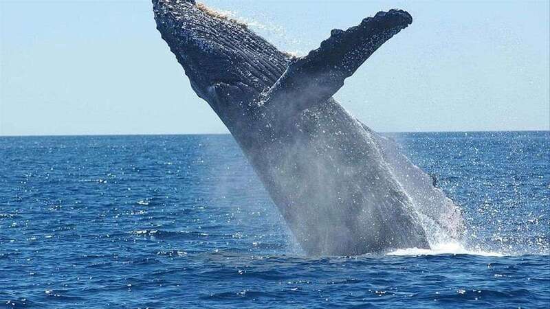 Imagen de una ballena jorobada/TA.
