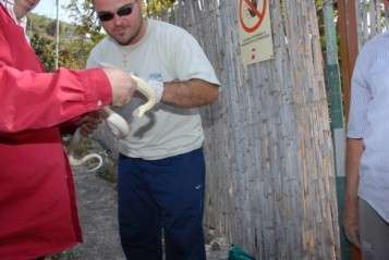 Imagen de archivo de una serpiente capturada en Telde (TA)