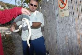 Imagen de archivo de una serpiente de California hallada en un barranco de Telde (Foto Tito Pulido)