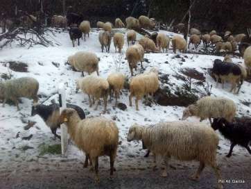Ovejas en la cumbre de la isla, este mediodía (Foto Pili Alí García)