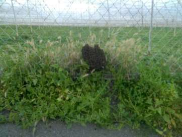 Enjambre de abejas localizado esta tarde en la Cruz de Jerez (Foto TA)