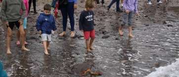 Niños observan el regreso al mar de las tortugas (Foto José M. García)