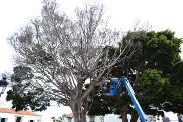 Operarios durante la poda de los laureles, este jueves (Foto TA)